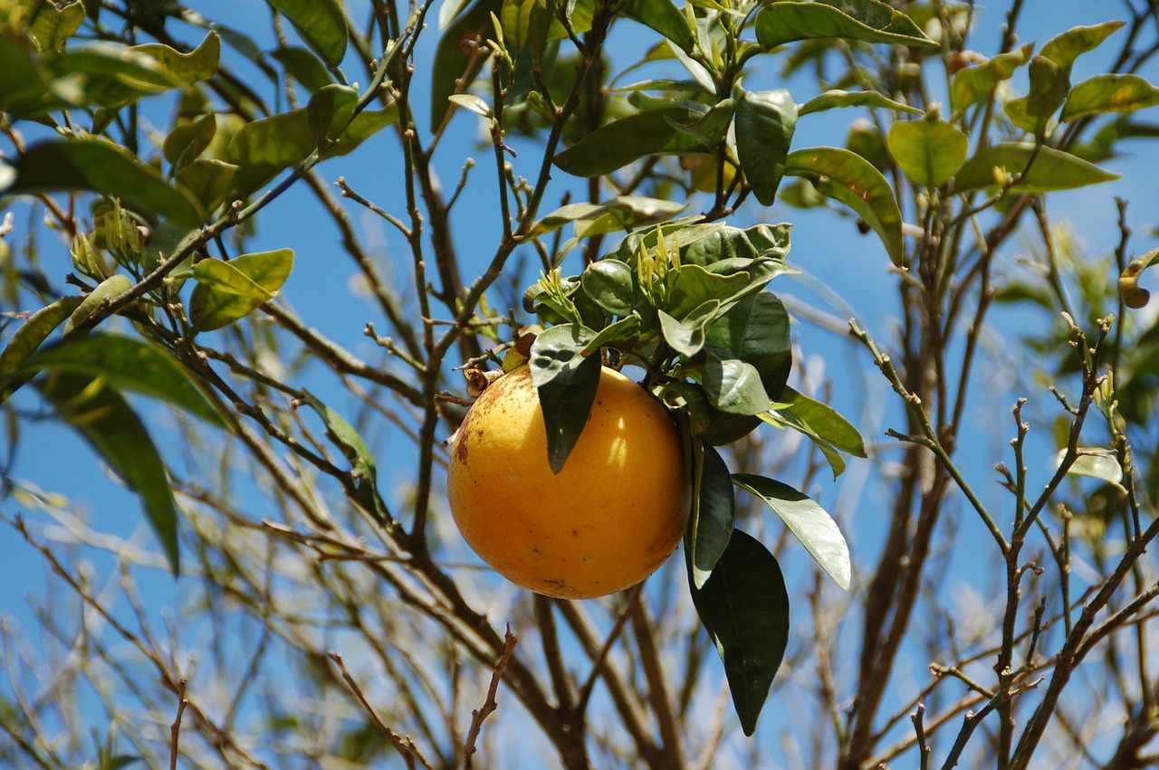 Korzyści zdrowotne z jedzenia grapefruitów