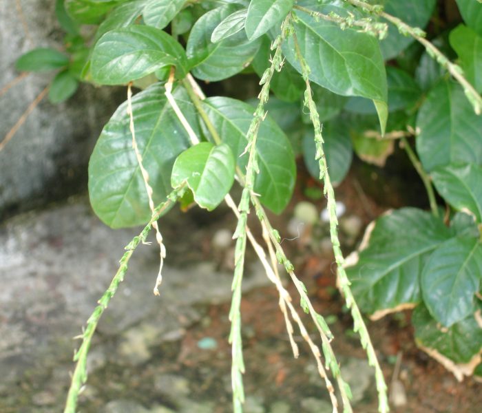 Korzyści dla zdrowia płynące z przyjmowania ziela anamu (Mucury)
