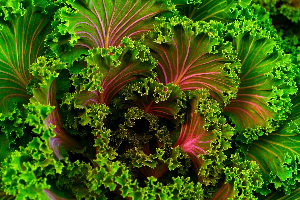 Źródło wszystkich białek, których potrzebuje nasz organizm – jarmuż i inne zielone warzywa liściaste