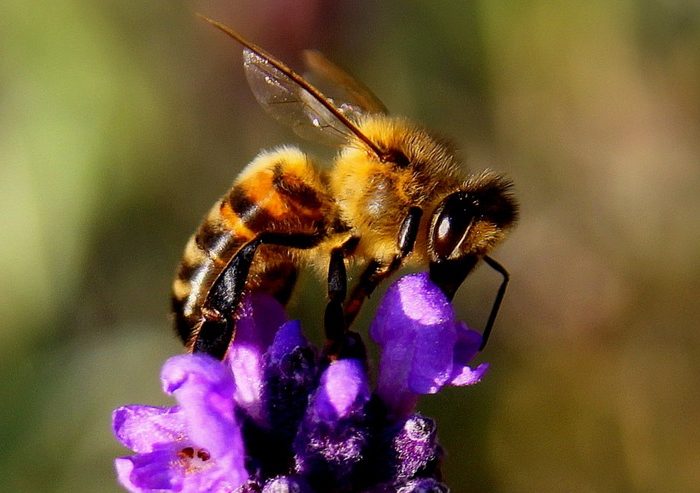 Czy promieniowanie emitowane przez telefony komórkowe zabija pszczoły miodne?