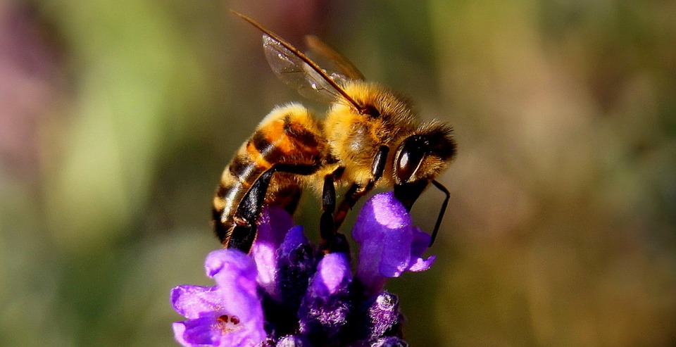 Czy promieniowanie emitowane przez telefony komórkowe zabija pszczoły miodne?