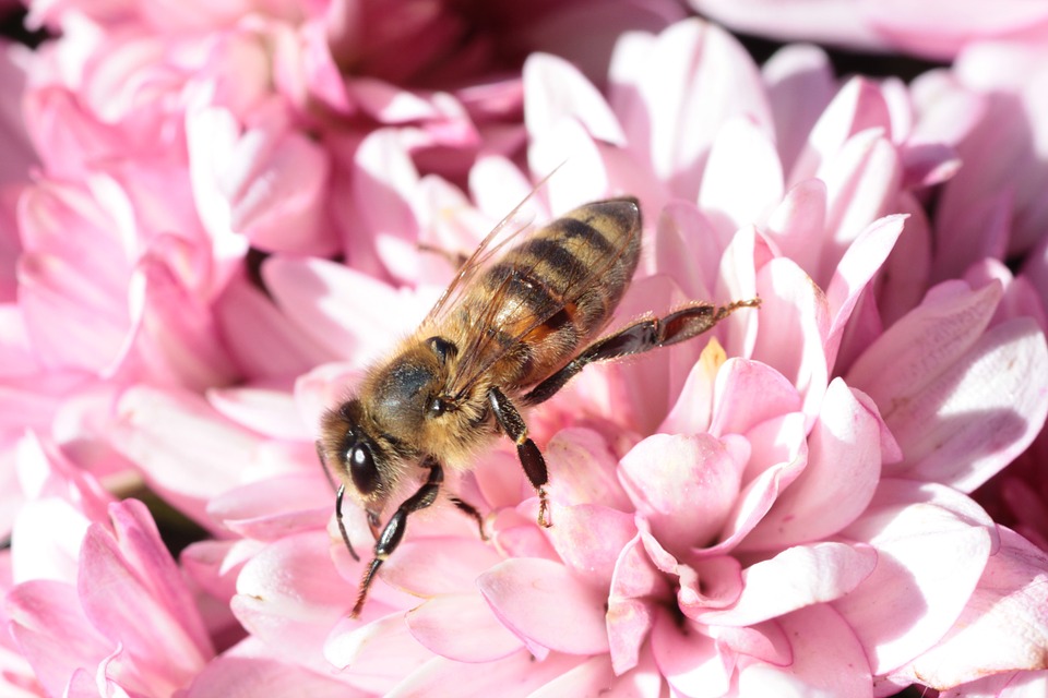 Trujące działanie pestycydów przyczyną śmierci pszczół