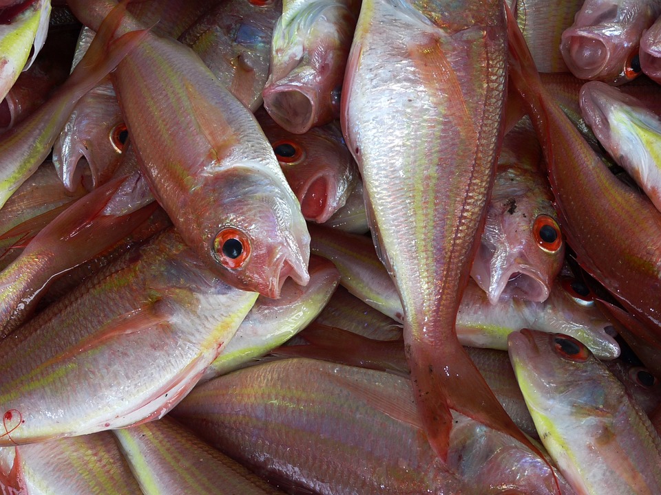 Czy dieta bogata w ryby jest rzeczywiście zdrowa dla serca?