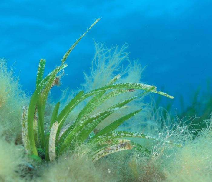 Poznaj fitoplankton i jego 6 niezwykłych właściwości