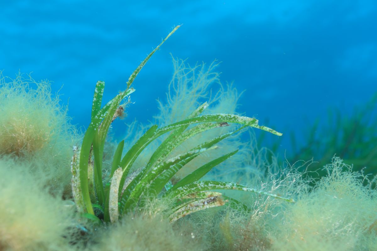 Poznaj fitoplankton i jego 6 niezwykłych właściwości
