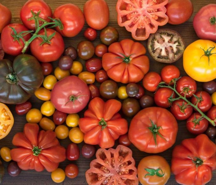 Czy znasz te odmiany pomidorów i ich właściwości?