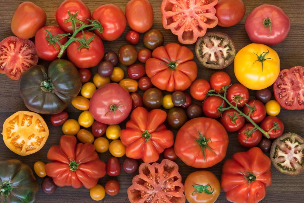 Czy znasz te odmiany pomidorów i ich właściwości?