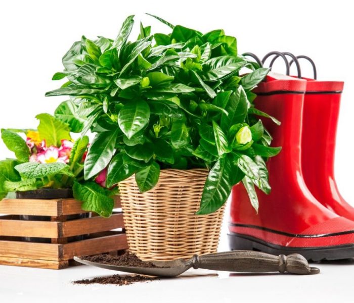 Odkryj rośliny oczyszczające powietrze z toksyn